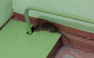 Уничтожение мышей в подъезде жилого дома дома в Софрино