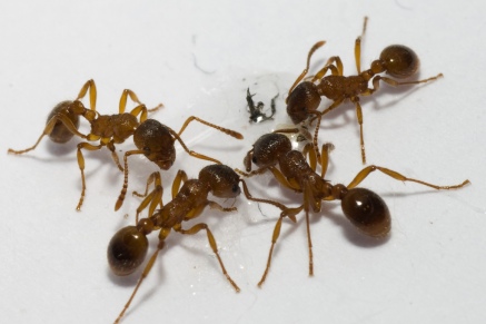 Уничтожение муравьев   в Софрино 